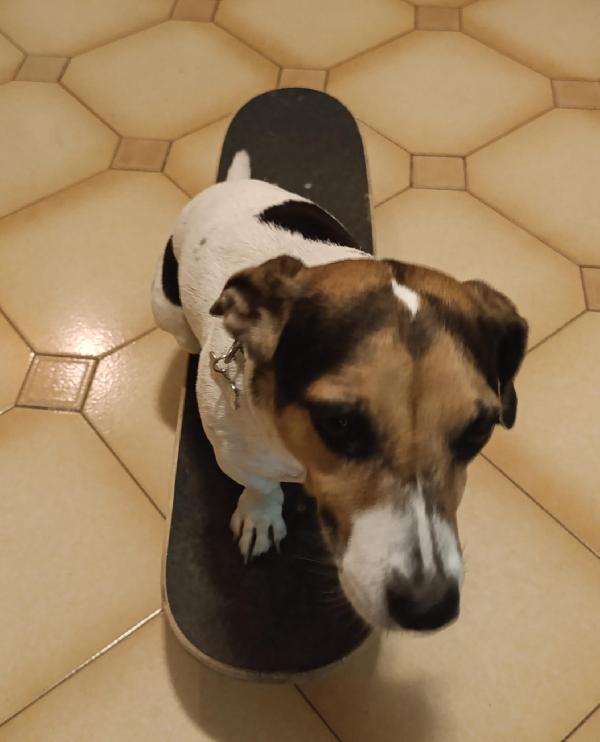 🐾💛 Pippo,  simpaticissimo jack russell 🏠💕 Foto 5